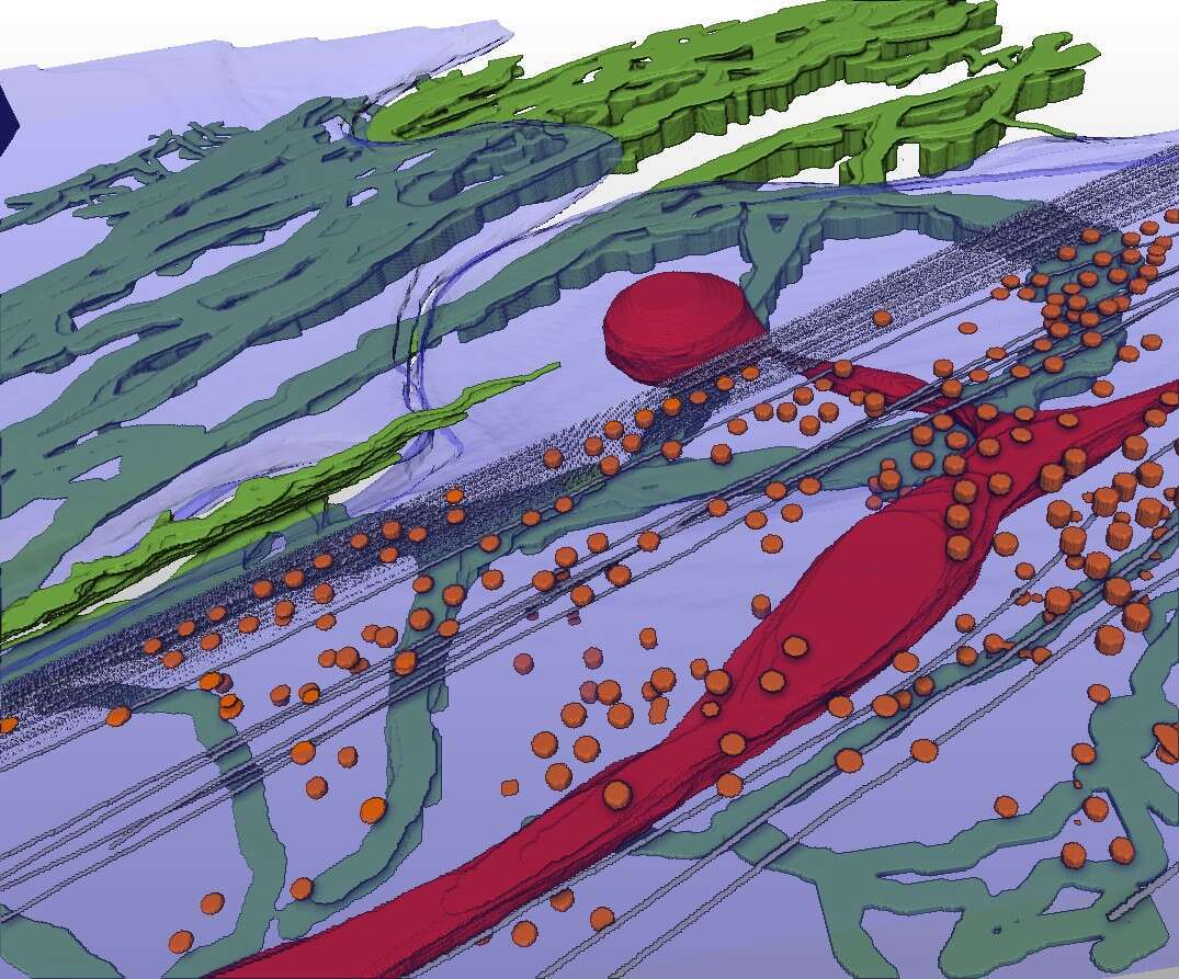 Figure 1: Segmentation of CSTET image showing a portion of a fibroblast cell (blue) lying over fibronectin filaments (green), and containing mitochondria (red), cytoskeleton (grey), and caveolae (orange).